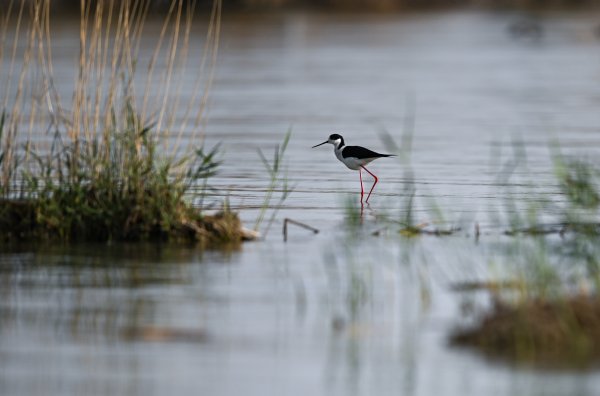 专业配资 沙水世界 候鸟蹁跹(20)